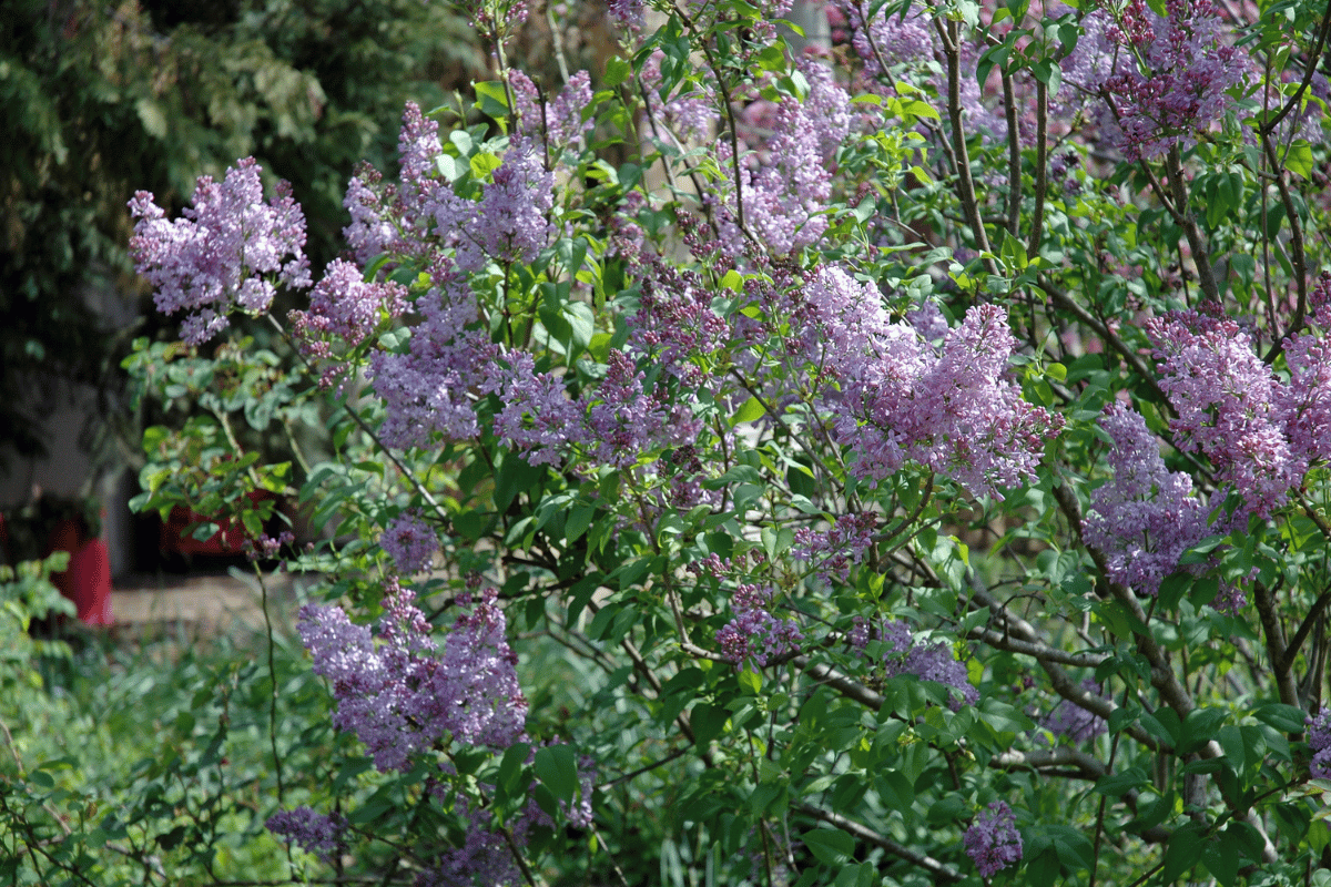 lilac Lavender Lady.png
